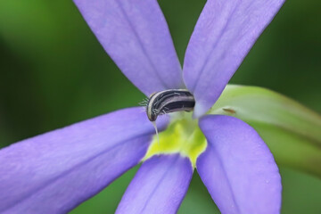 Macro of the center of a Laurentia flower blooming