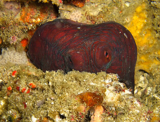 Octopus in the filipino sea February 7, 2010
