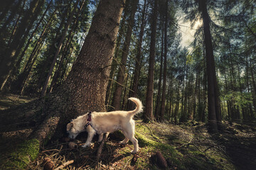 Pies w lesie - obrazy, fototapety, plakaty
