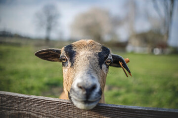 Owca © wrzesientomek