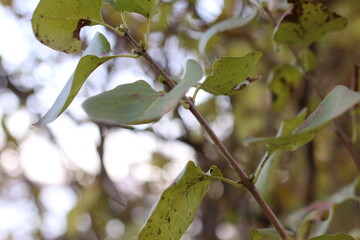 green brown leaves on a tree branch macrophotography