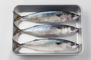 고등어,날것,다듬기,도마,사람없음,생선,소금,실내,어류,오브젝트,음식,음식재료,절임