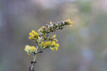 giant goldenrod in the field macrophoto