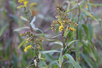 giant goldenrod in the field macrophoto