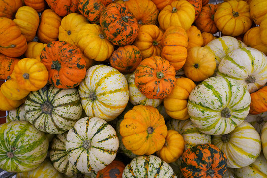 Photo of a pumpkin in a store