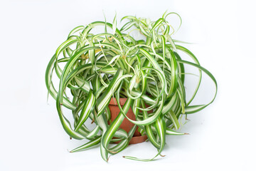 Chlorophytum plant on a white background.