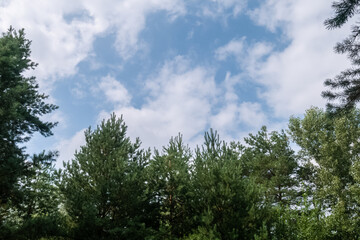 Top of fir trees with cloudy sky in the forest