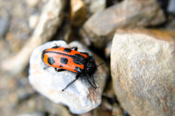 Ecovia, camino de la muerte