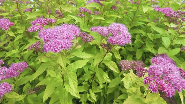 Japanese spiraea (Spiraea japonica) at Middle Siberia. Pink flowering shrubs.