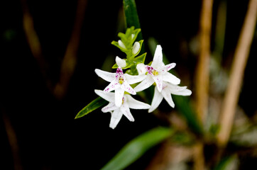 Ecovia, camino de la muerte