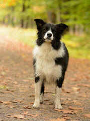 border collie dog