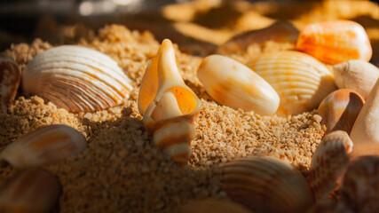 shells on the beach