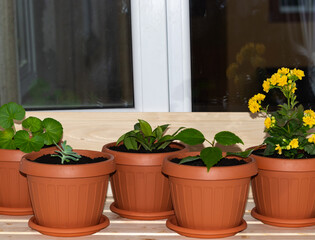 Close-up photo of flower pots freshly planted and placed on the balcony window; the concept of home gardening
