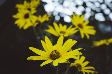 yellow flowers in the garden