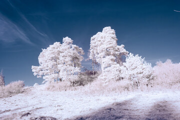 infrared photography - surreal ir photo of landscape with trees under cloudy sky - the art of our...