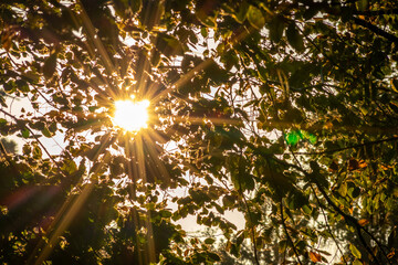 Colorful leaves in autumn and fall shine bright in the backlight and show their leaf veins in the...