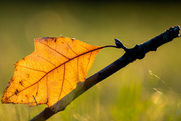 Colorful leaves in autumn and fall shine bright in the backlight and show their leaf veins in the sunlight with orange, red and yellow colors as beautiful side of nature in the cold season