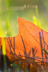 Colorful leaves in autumn and fall shine bright in the backlight and show their leaf veins in the...