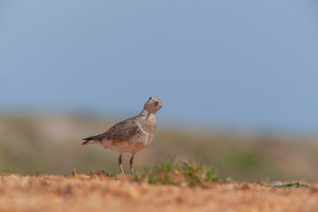 Eurasian Dotterel (Charadrius morinellus) perched in the ground on the migration path
