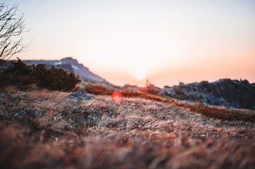 Dry grass growing in rocks, sunset view