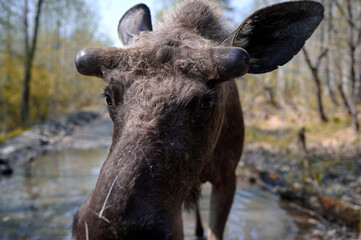Fototapeta premium Wild elk in the forest