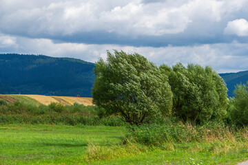 Silver poplar, silverleaf poplar, white poplar