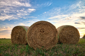 Hay bales in a field