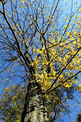 autumn trees in the park