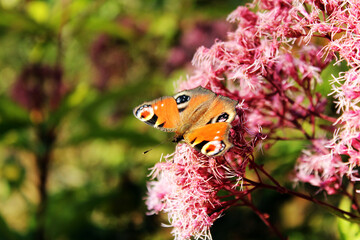 butterfly on flower