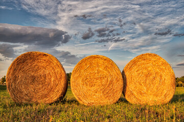 Hay bales in a field