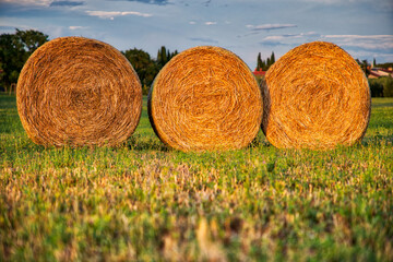 Hay bales in a field