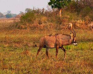 Roan antelope on Busanga Plains