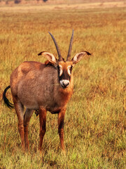 Roan antelope on Busanga Plains