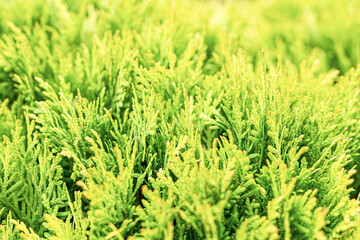 Western thuja. Plant for the garden. Background of nature