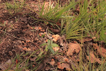 Mushrooms