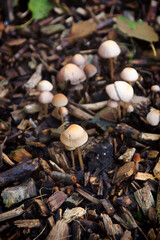 Kleine Pilze