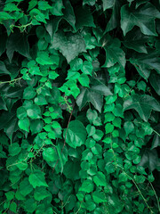 green leaves background