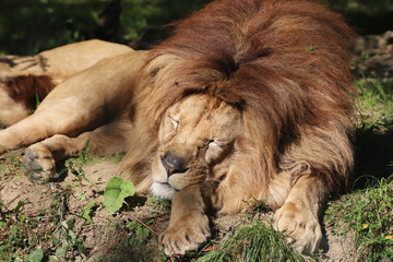 Lion en sommeil