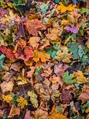 autumn leaves background
