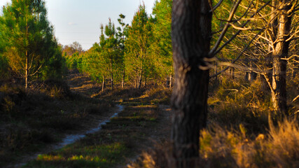 Paysage de la forêt des Landes de Gascogne, baignée d'une douce lumière orangée