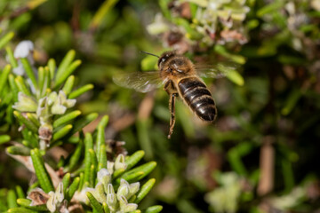 abeja europea en vuelo sobre los arbustos de romero (Apis mellifera) Marbella Andalucía España	