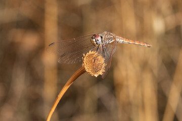  libélulas posada en un arbusto seco (suborden Anisoptera) Marbella Andalucía España	