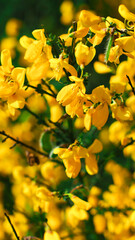 Macro de genêts en fleur, en période printanière, dans la forêt des Landes de Gascogne