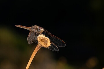  libélulas posada sobre una flor seca en pleno verano (suborden Anisoptera) Marbella Málaga Andalucía España