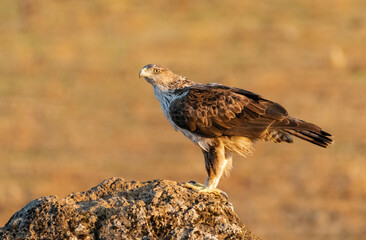 Águila perdicera con las primeras luces de la mañana en el bosque cordobés  (Aquila fasciata) Adamuz Córdoba Andalucía España	