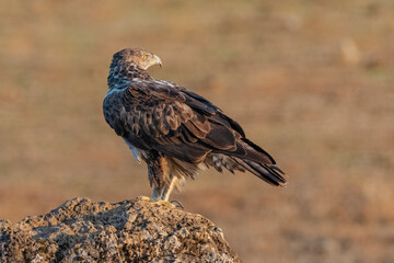 Águila perdicera de espaldas y mirando de perfil  (Aquila fasciata) Adamuz Córdoba Andalucía España	