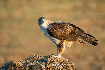 Águila perdicera posada de perfil y mirando a la cámara (Aquila fasciata) Adamuz Córdoba...