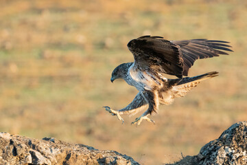 Aguila perdicera  (Aquila fasciata)