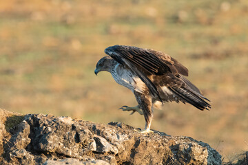 Águila perdicera caminando con las alas abiertas (Aquila fasciata) Adamuz Córdoba Andalucía España	
