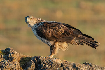 Águila perdicera de perfil y mirando de frente a la cámara (Aquila fasciata) Adamuz Córdoba Andalucía España	
